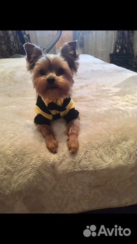 Вязка Йоркский терьер