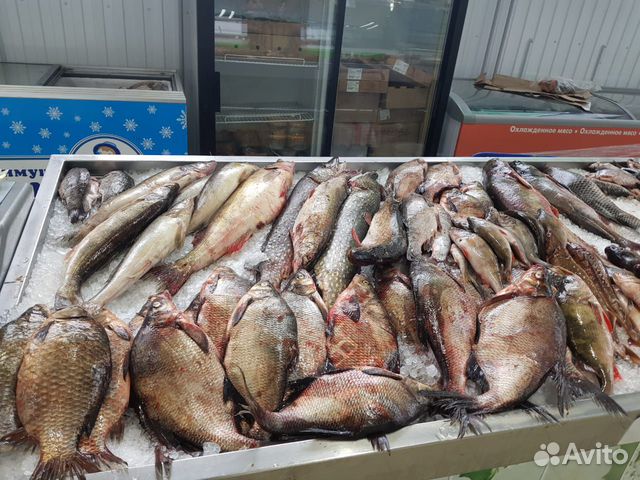 Свежая рыба судак лещ щука
