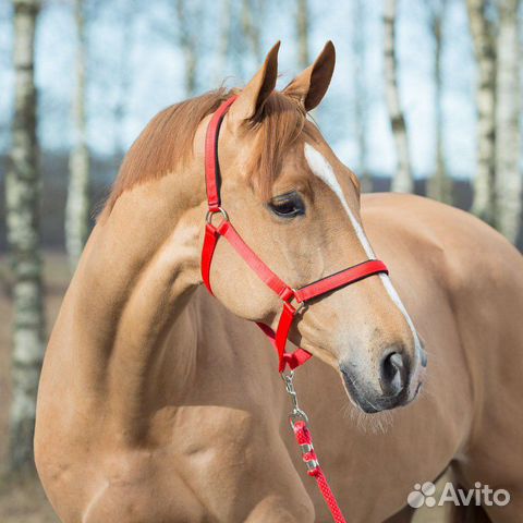 Амуниция (сбруя) для лошадей