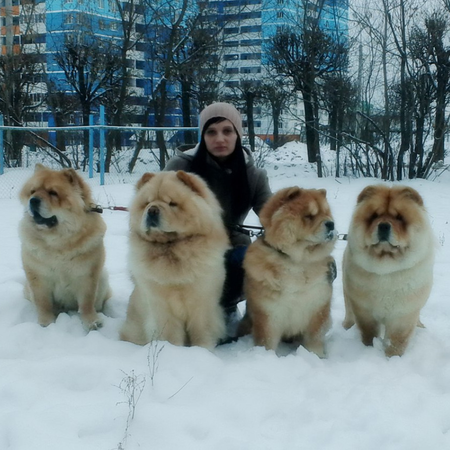 Питомник Собак Купить Щенка В Москве