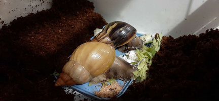 Улитки ахатины с террариумом