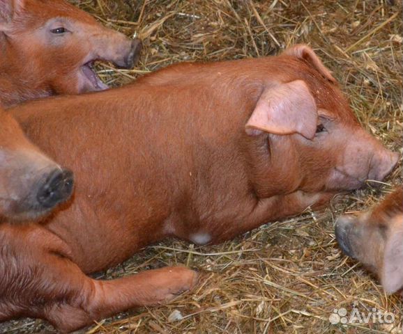 Поросенок дюрок фото мяса Дюрок купить в Бокино Животные и зоотовары Авито