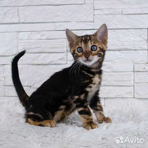 Бенгальский котенок мраморный окрас