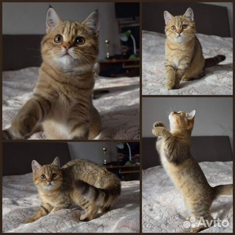 Клубный британец золотая шиншилла