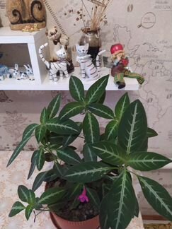 Руэллия и черенки, рио традесканция