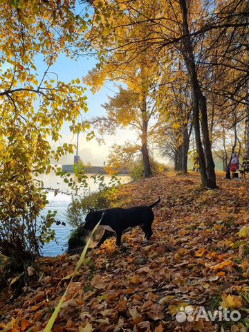 Передержка в семью одним животным