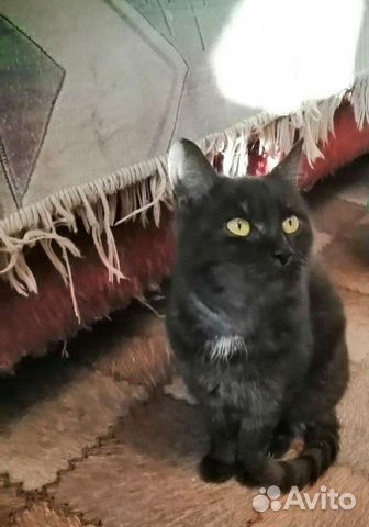 Лейла, стерилизована