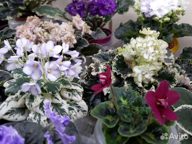 Выставка фиалок