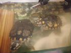Красноухая черепаха с аквариумом, бесплатно