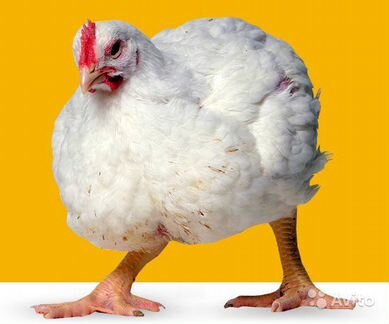 Цыплята Бройлеры на 21.06 Импорт