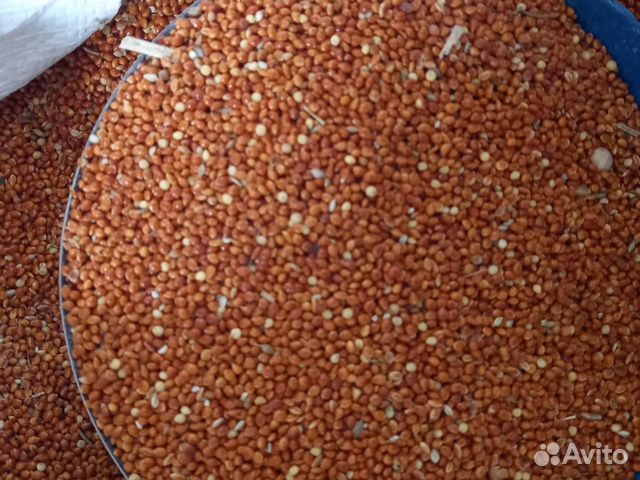 Просо красное