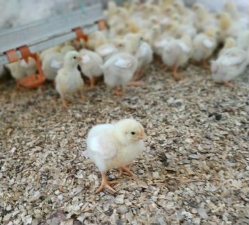 Цыплята бройлер импорт