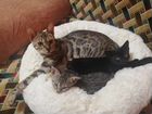 Бенгальская кошка 3т объявление продам