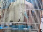 Волнистые попугаи с клеткой самка и самец, за 5т объявление продам