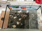 Красноухая черепаха с аквариумов бесплатно