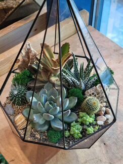Флорариум с суккулентами Резная капля