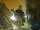 Черепаха красноухая пресноводная