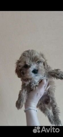 Мальтипу мини