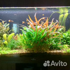 Продам аквариумные растения из своего аквариума