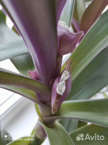 Дендробиум