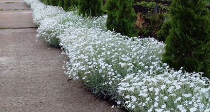 Ясколка-многолетний почвопокровник-цветы для сада