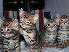 Бенгальские котята цена указана за одного