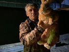 Доставка кроликов из московской области в Краснода объявление продам