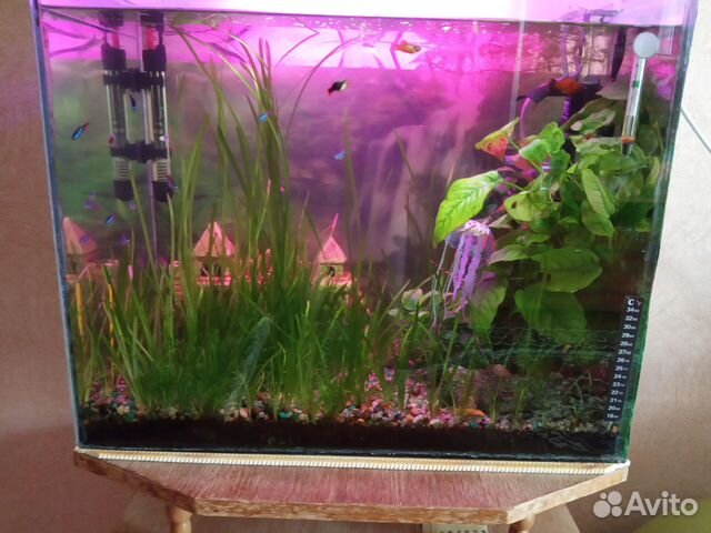 Аквариумные растения