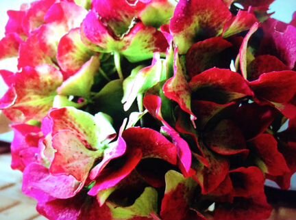 Гортензия.Ампельная.и.Вырви глаз.Хвойные