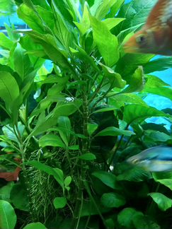 Аквариумные растения