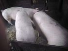 Свиньи на мясо объявление продам