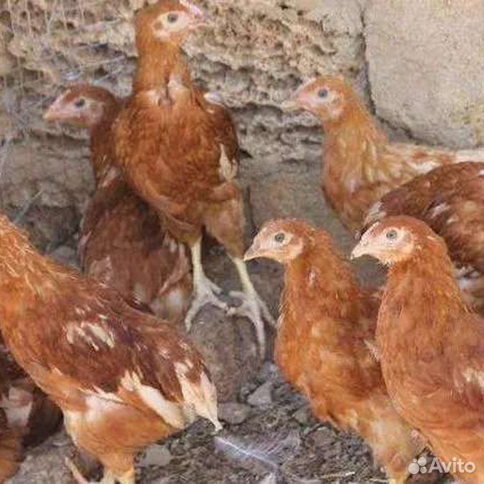Как выглядит курица в 3 месяца фото