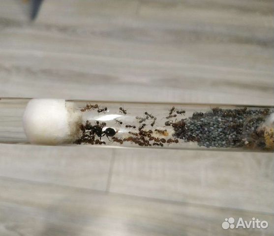 Муравьи жнецы Messor Structor, колония 2022года