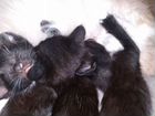 Котята в добрые руки бесплатно черные с голубыми г объявление продам
