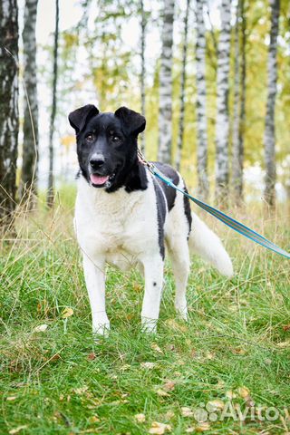 Собака Йоши из приюта