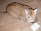 Абиссинская кошка (помесь) объявление продам