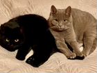 Черный и бежевый котята (мальчики) в добрые руки объявление продам