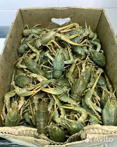 Раки вареные и живые