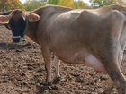 Айширские и Джерсейские коровы объявление продам