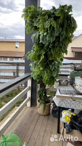 Большие цветы