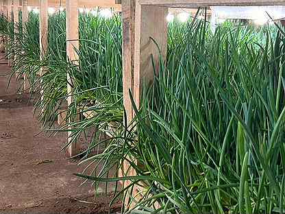 Аренда помещения для выращивания зеленого лука