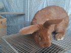 Кролики породы Новозеландская красная (нзк)