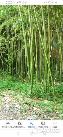 Бамбук