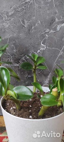 Пеперомия туполистная