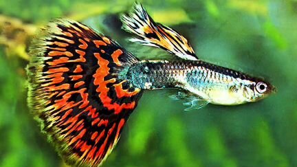 Аквариумные рыбки.обновление