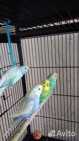 Радужные, лазурные попугаи