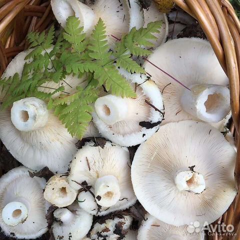 Грибы грузди