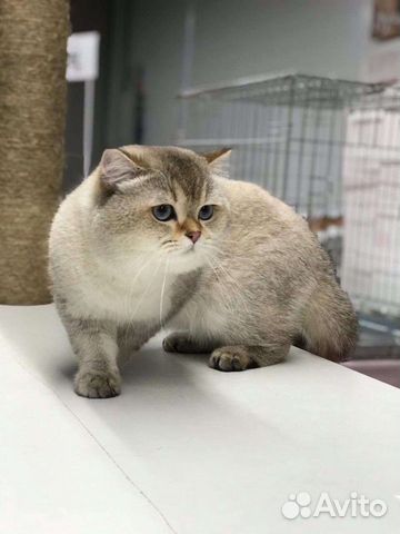 Синеокий принц, вязка