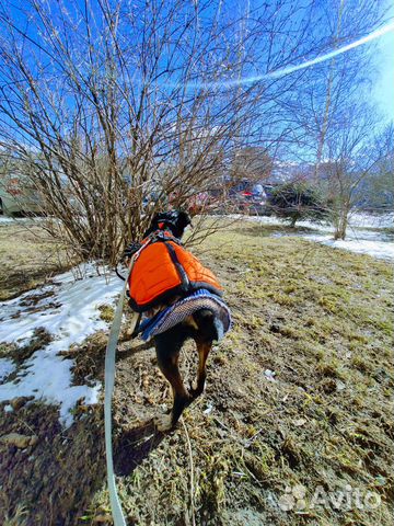 Передержка животных, зооняня, догситтер