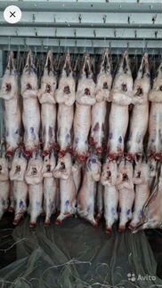 Баранина курдючная